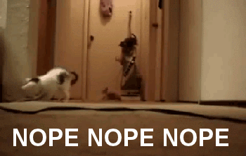 cats_nope_ing_the_fck_out-42846